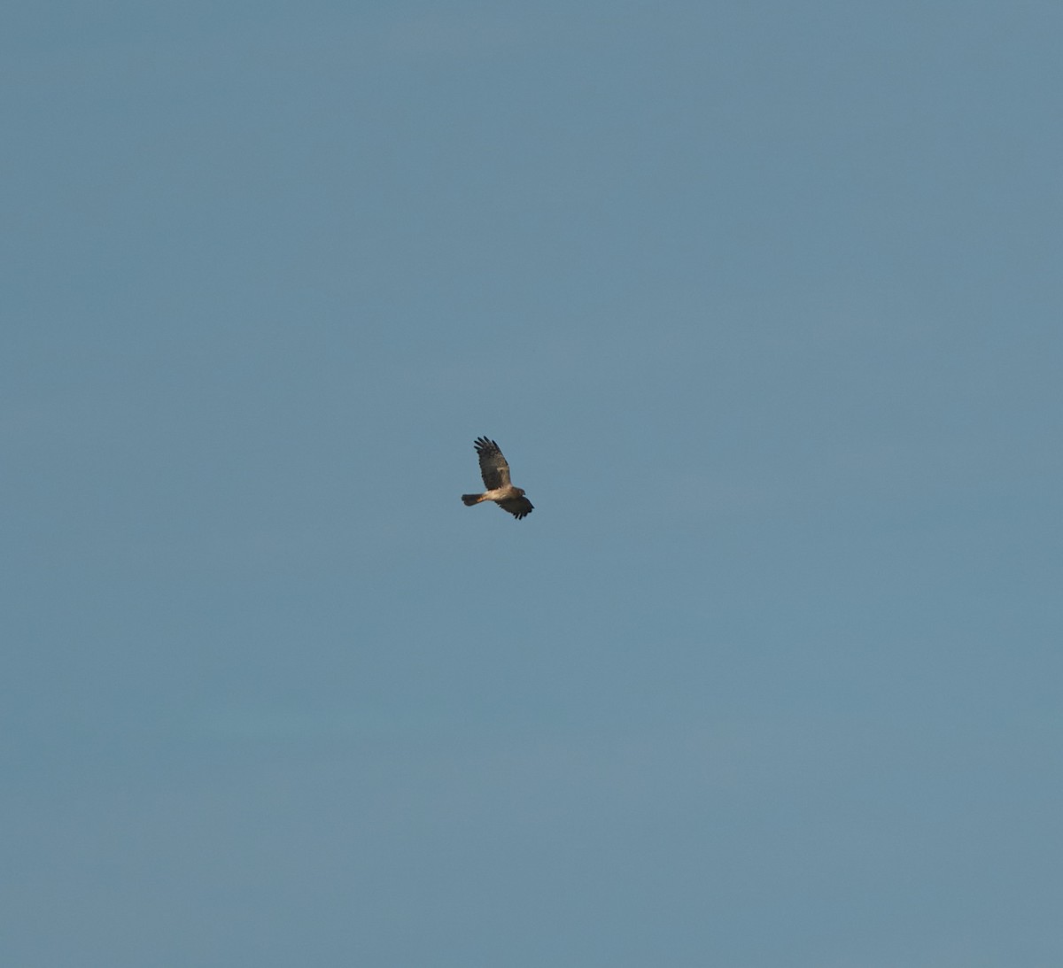 Pied Harrier - ML629170052