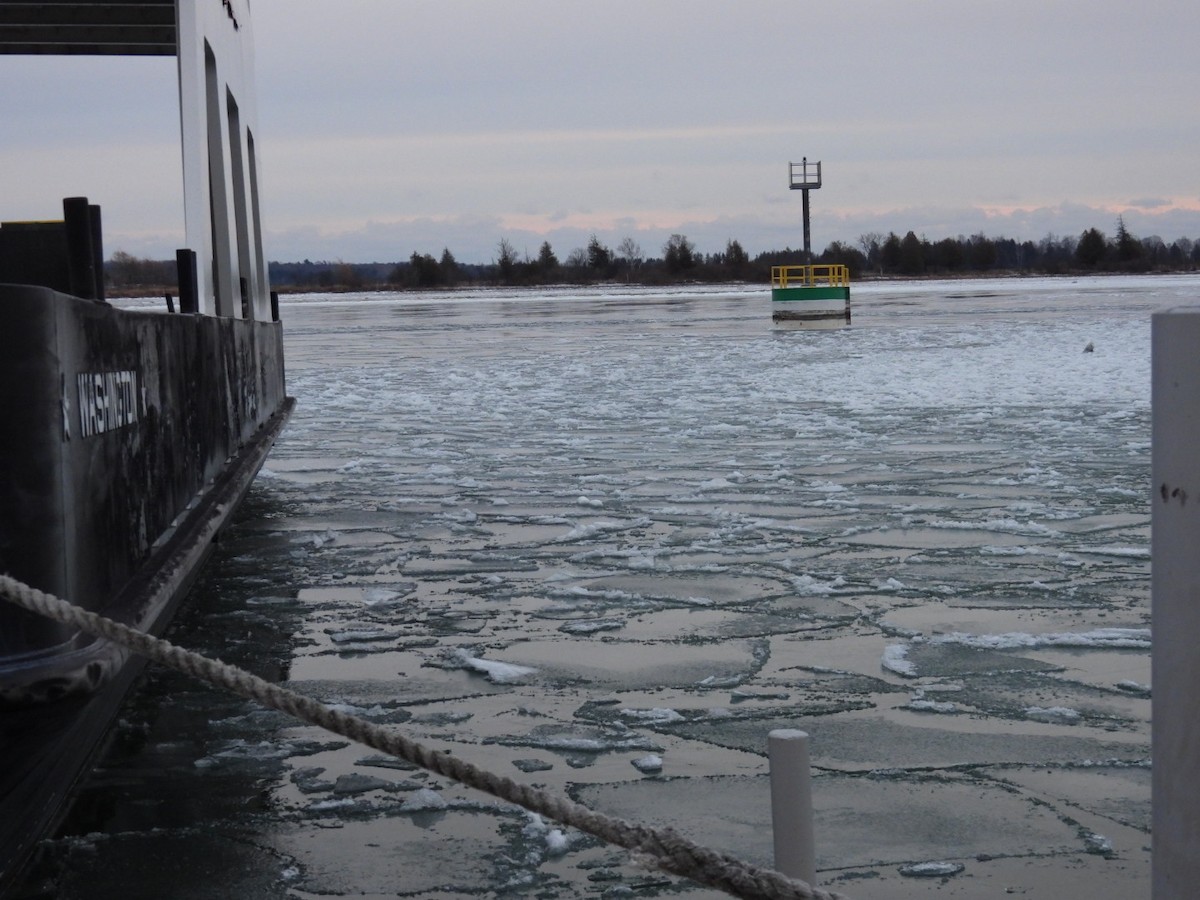 Snowy Owl - ML629170113