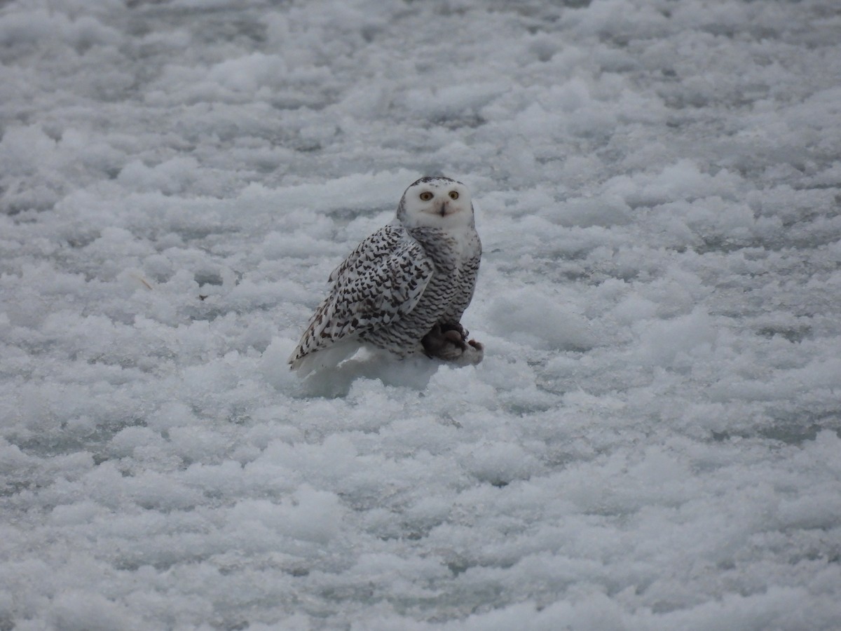 Snowy Owl - ML629170114