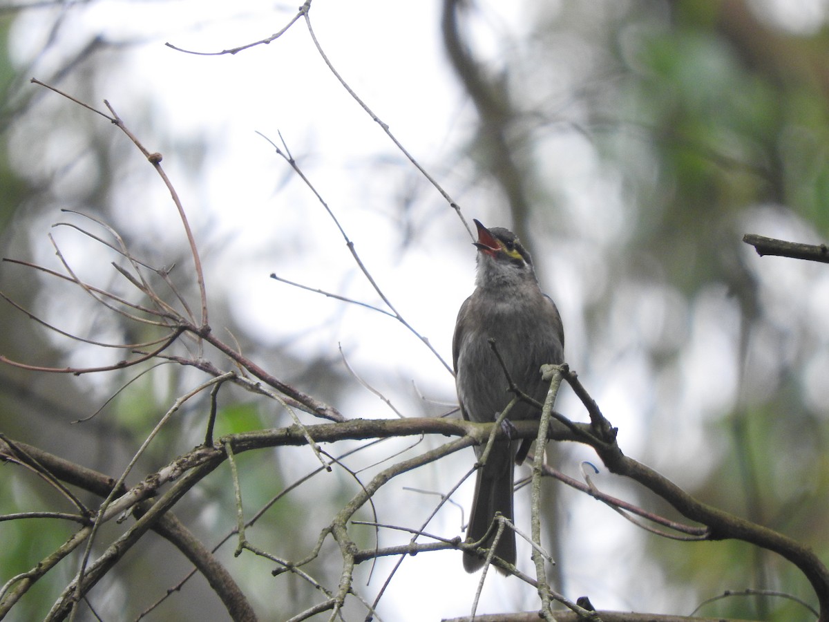 Yellow-faced Honeyeater - ML629170340