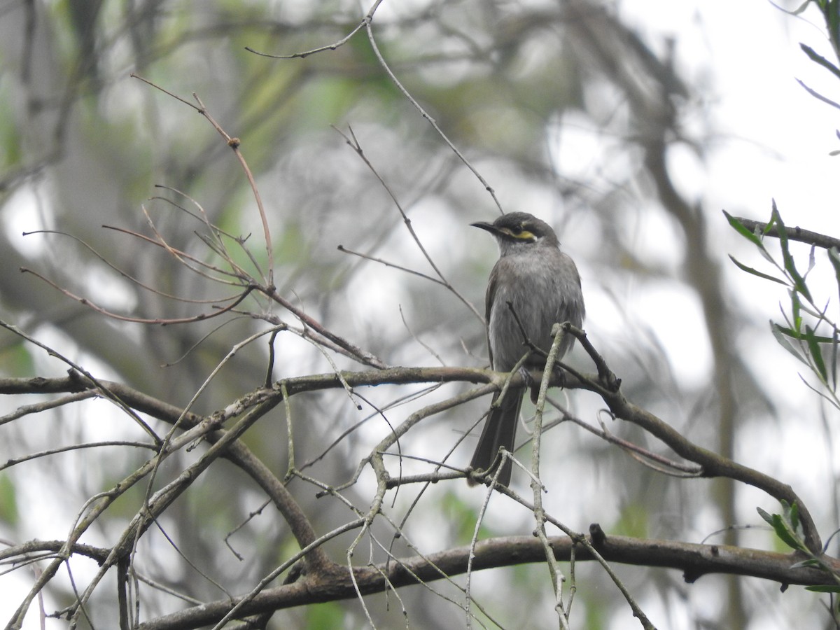 Yellow-faced Honeyeater - ML629170341