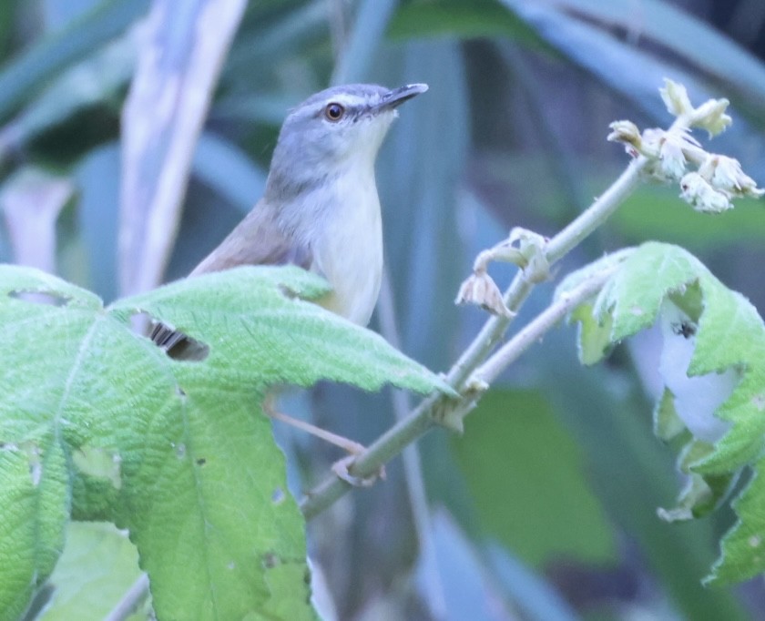 Prinia Montana - ML629170451