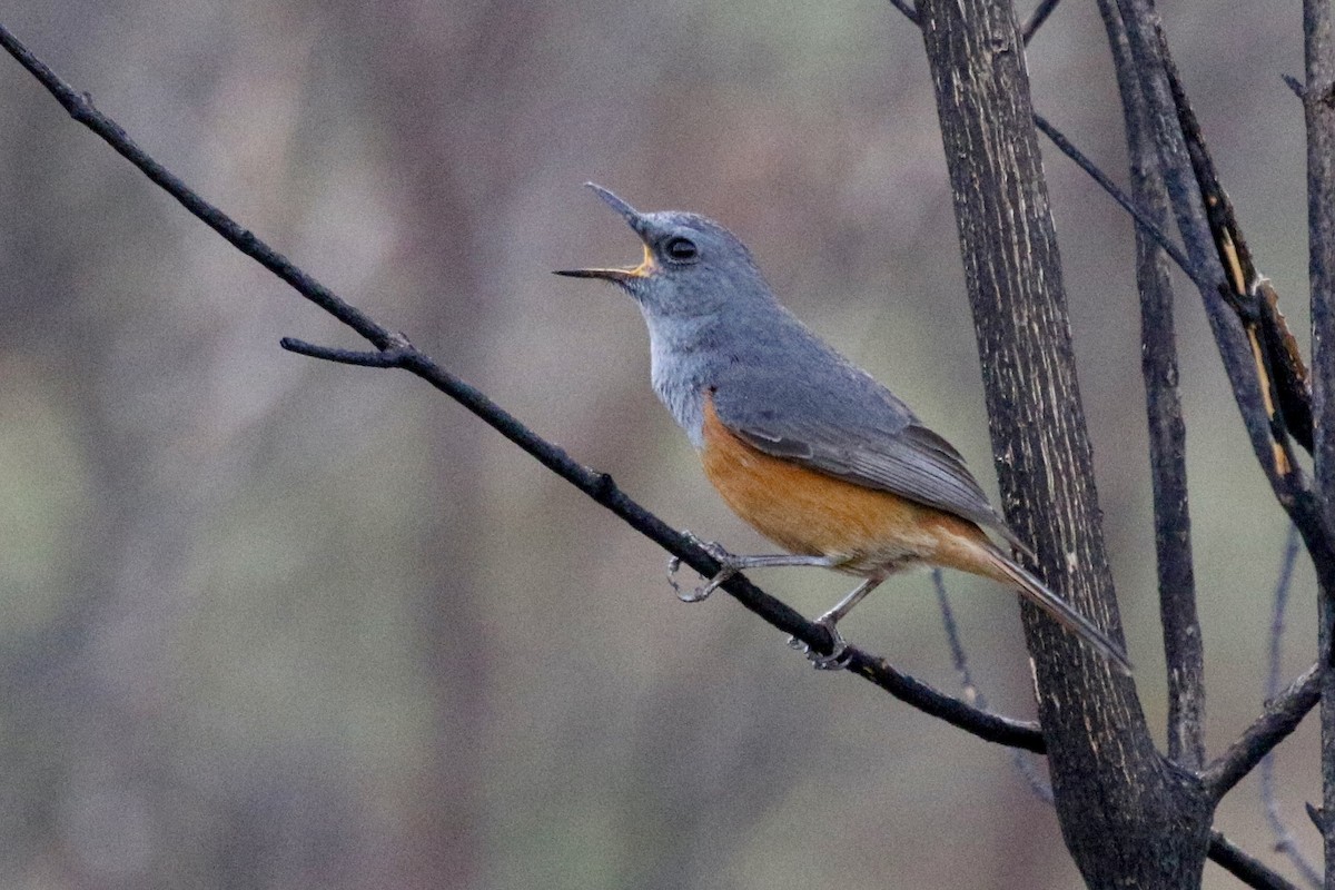 Forest Rock-Thrush (Benson's) - ML629170541