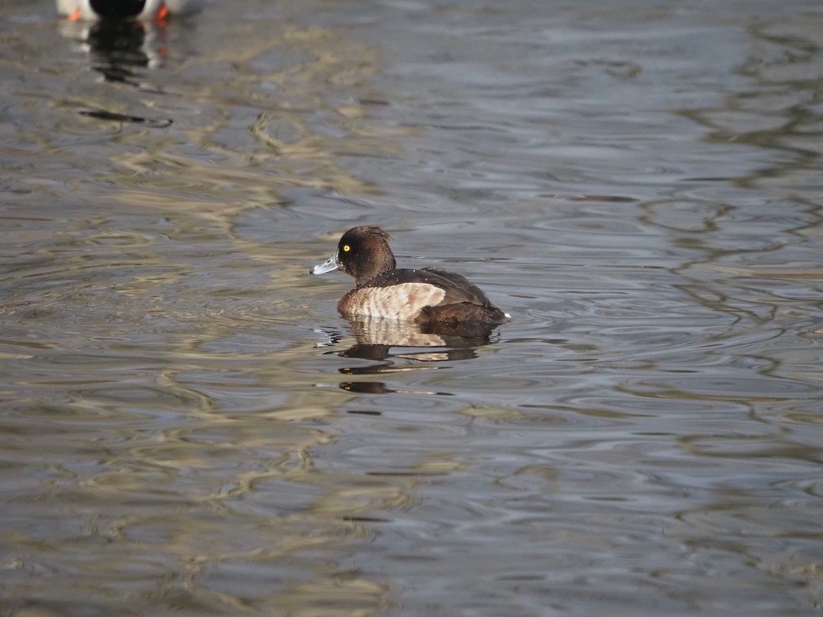 Tufted Duck - ML629170587