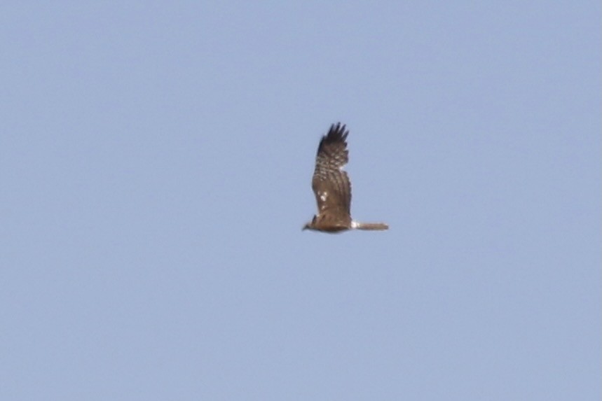 Malagasy Harrier - ML629170597