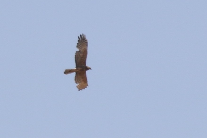 Malagasy Harrier - ML629170598