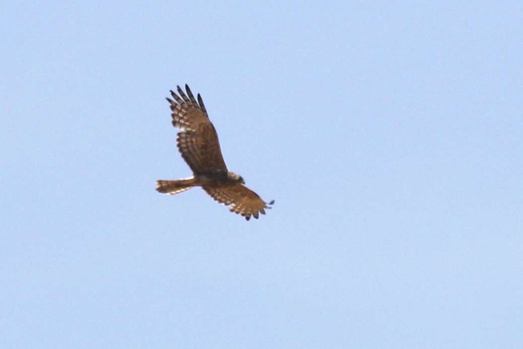 Malagasy Harrier - ML629170599