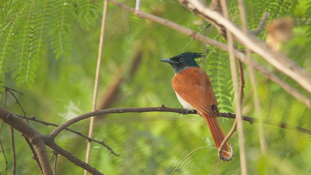 カワリサンコウチョウ - ML629170780