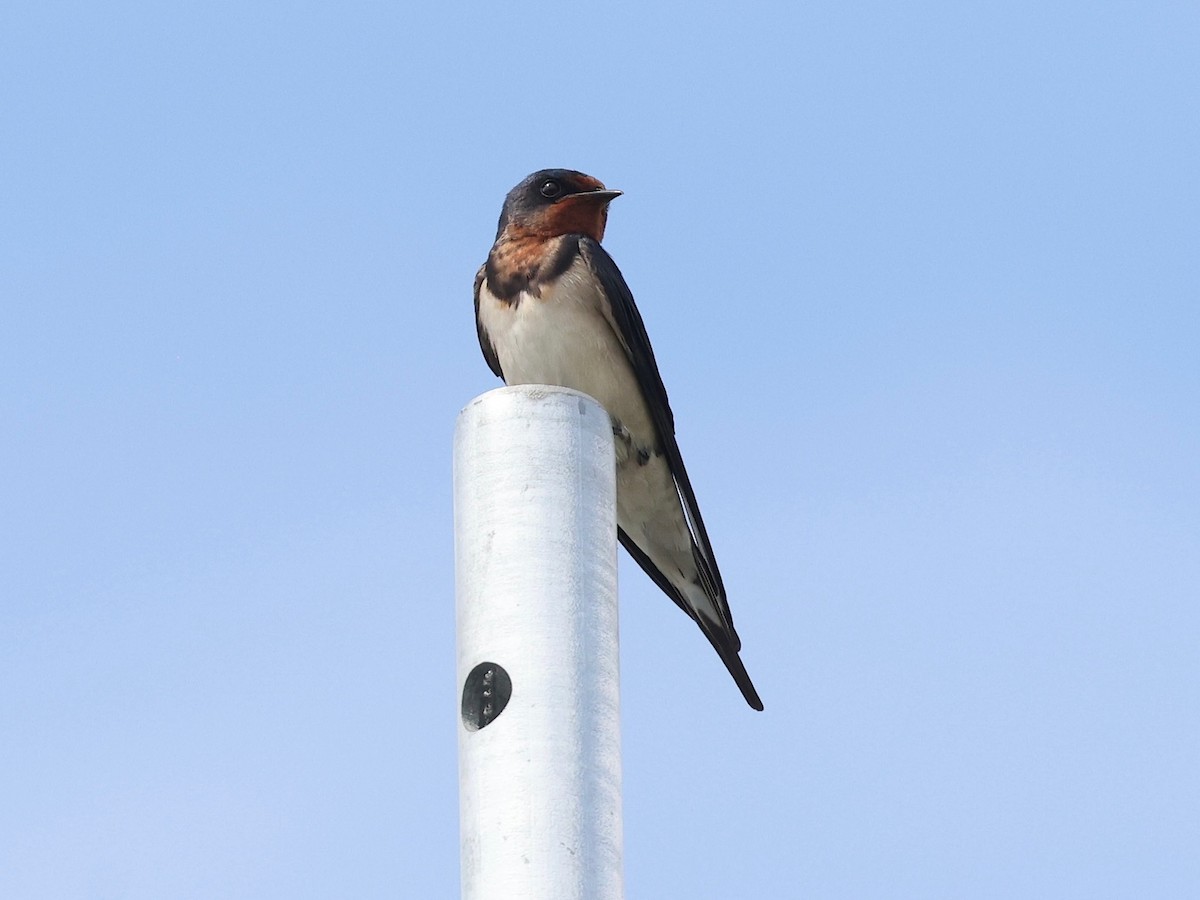 Barn Swallow - ML629170818