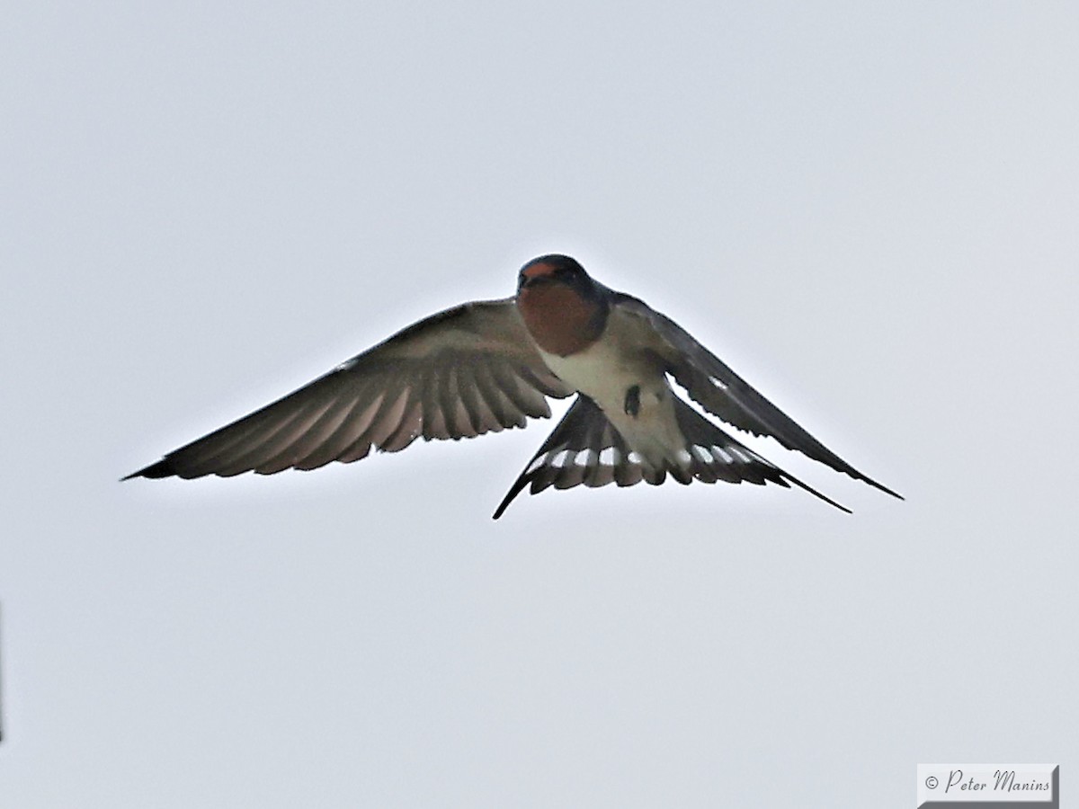 Barn Swallow - ML629170865