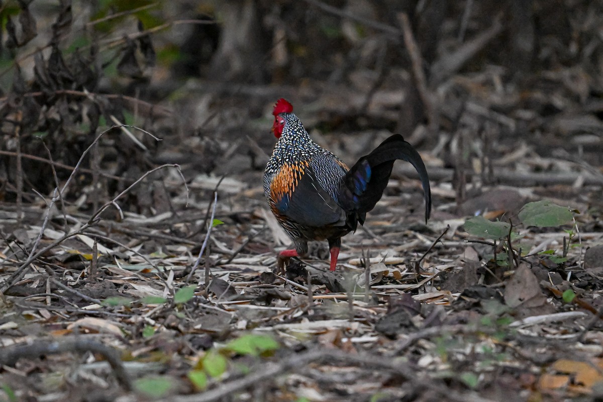 Gray Junglefowl - ML629170883