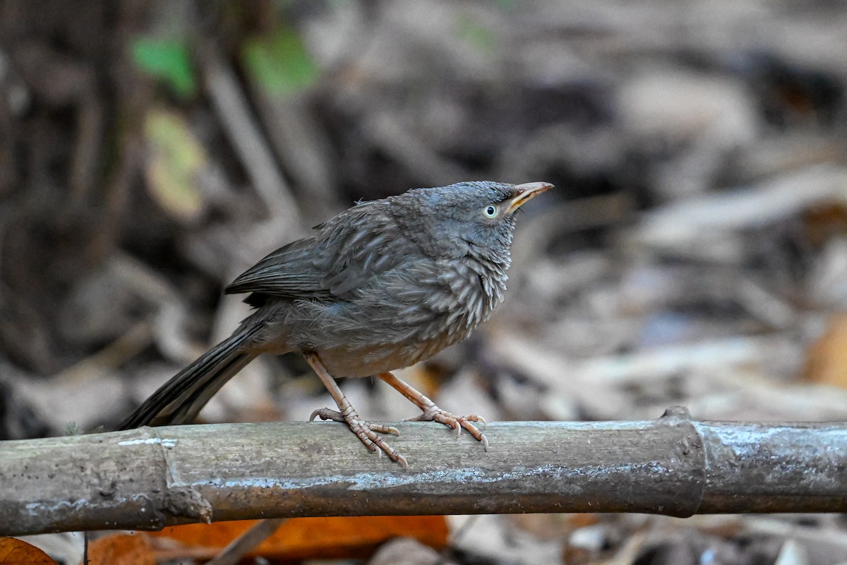 Jungle Babbler - ML629170889