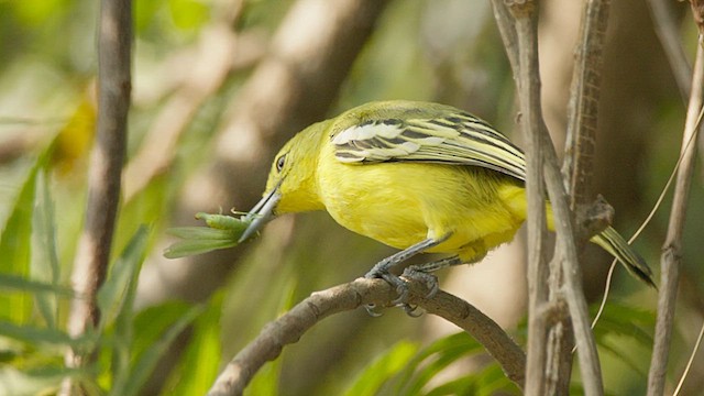 Common Iora - ML629170901