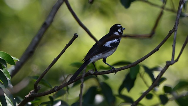 White-eared Monarch - ML629170923