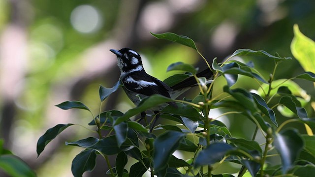 White-eared Monarch - ML629170927