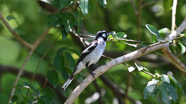 White-eared Monarch - ML629170928