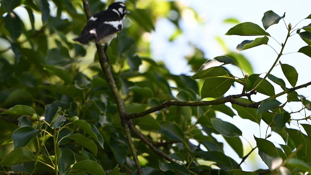 White-eared Monarch - ML629170929