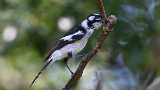 White-eared Monarch - ML629170930