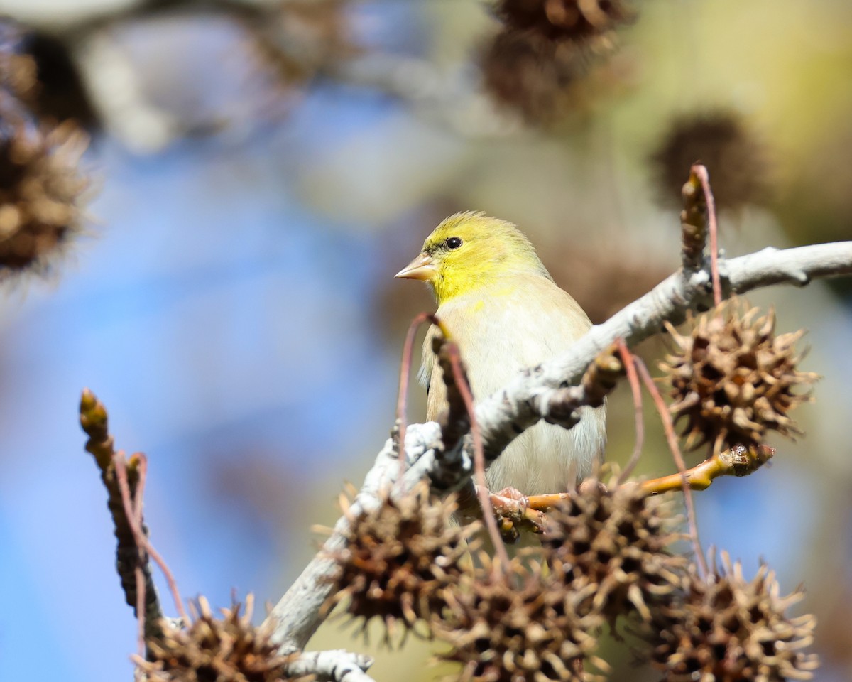 American Goldfinch - ML629171078