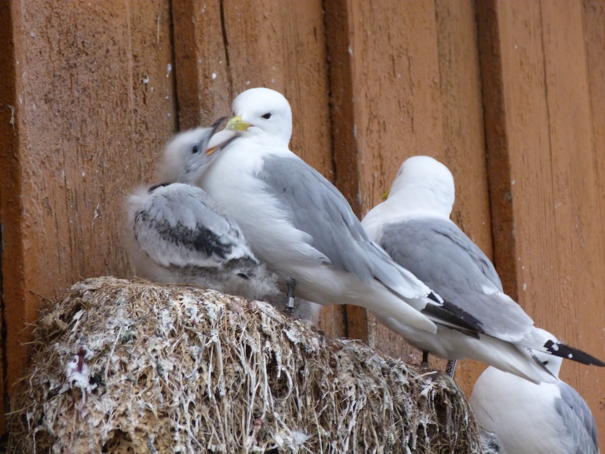 ミツユビカモメ - ML629171235