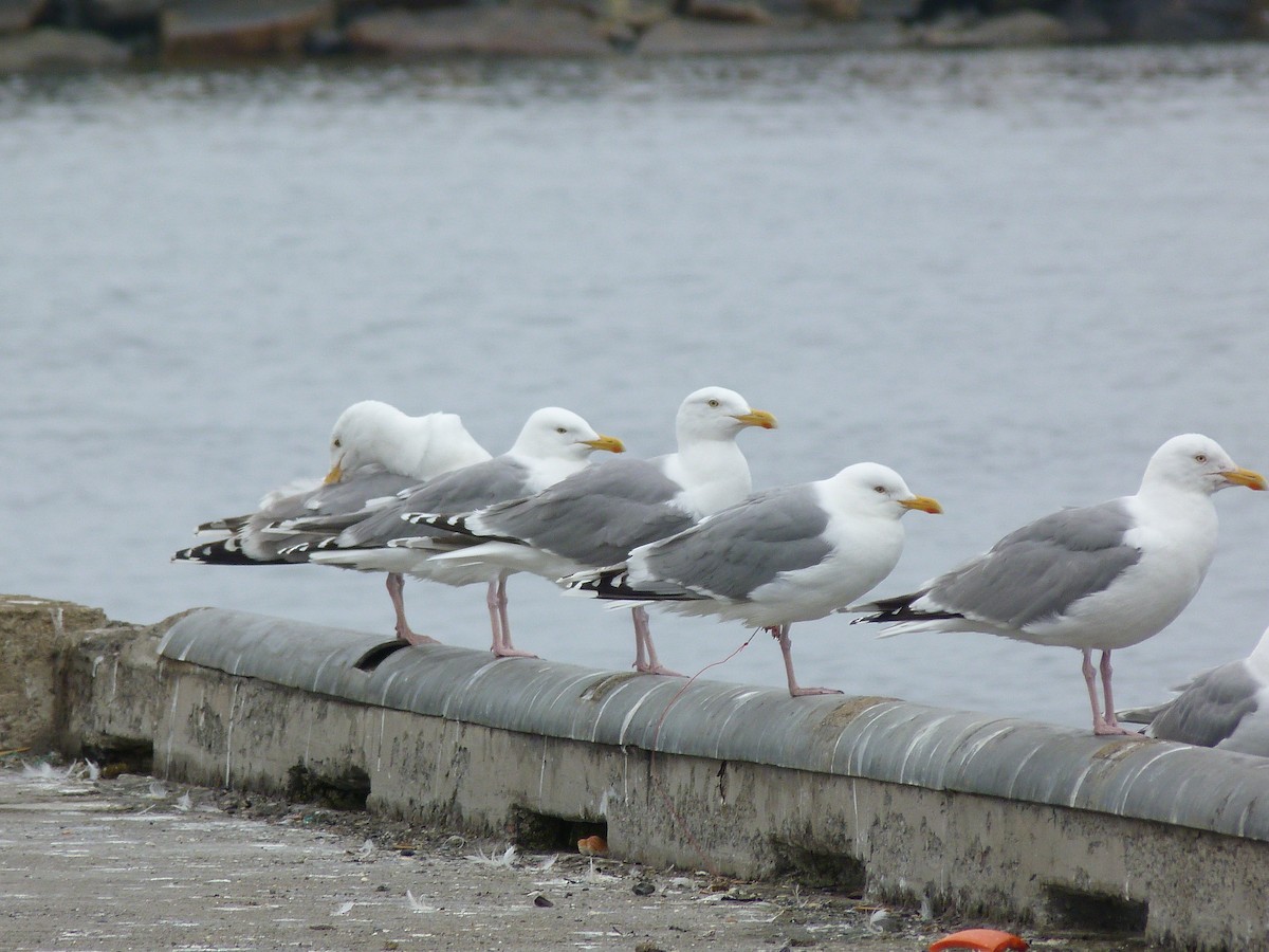 ヨーロッパセグロカモメ - ML629171251