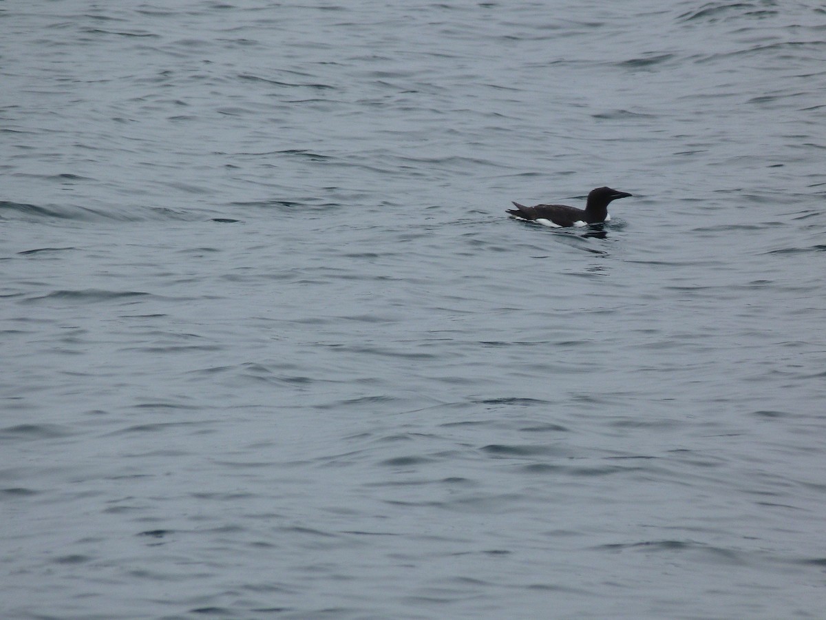 ハシブトウミガラス - ML629171285