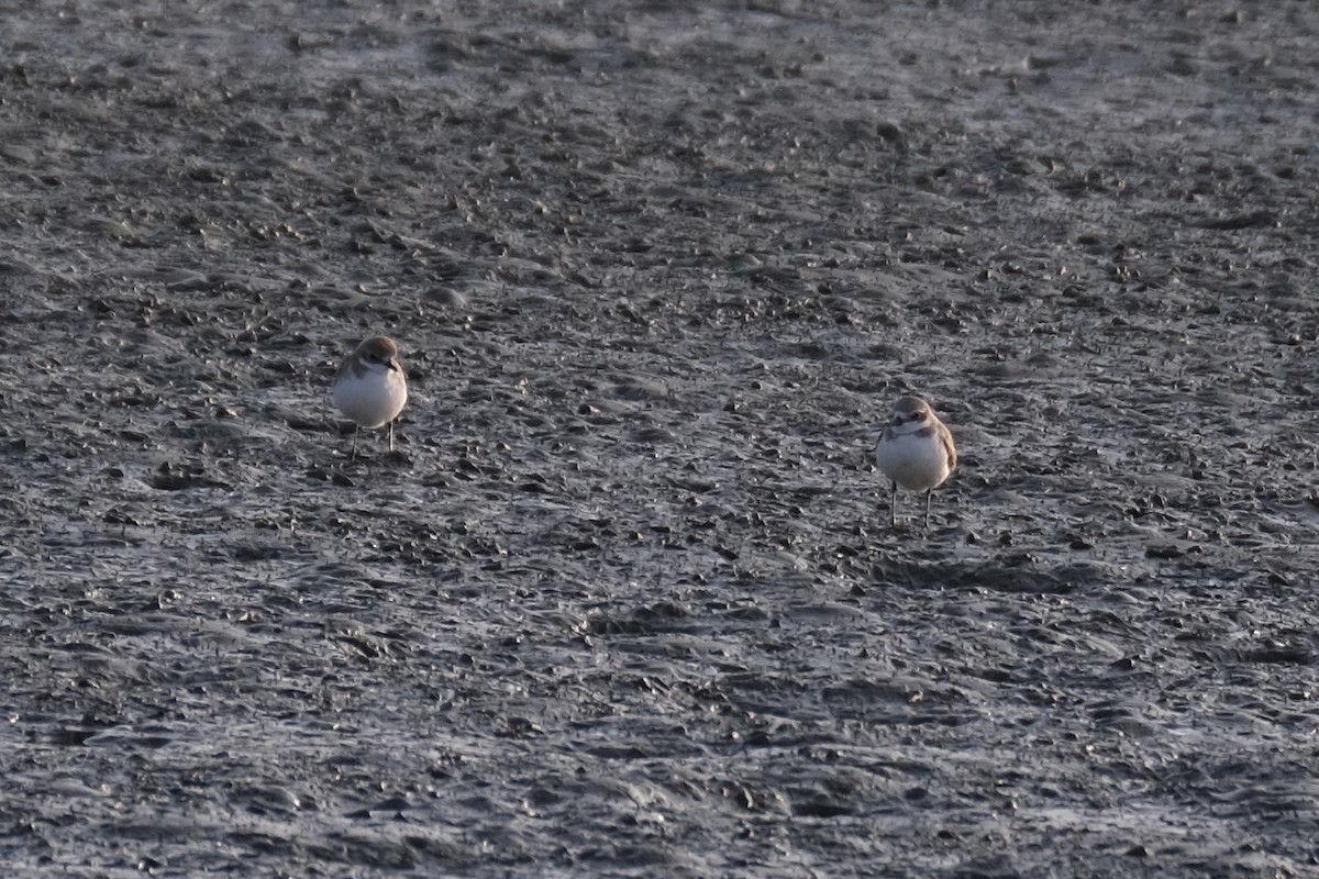sand-plover sp. - ML629171397