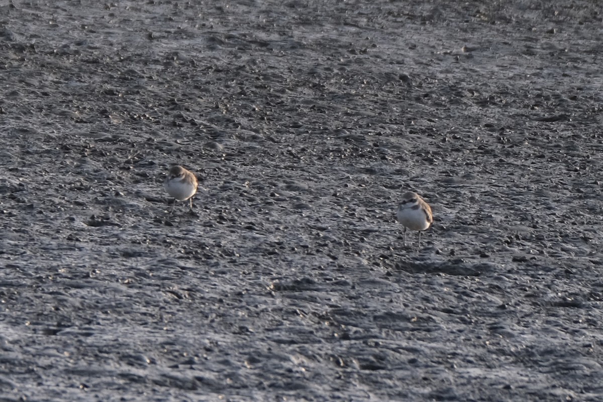 sand-plover sp. - ML629171398
