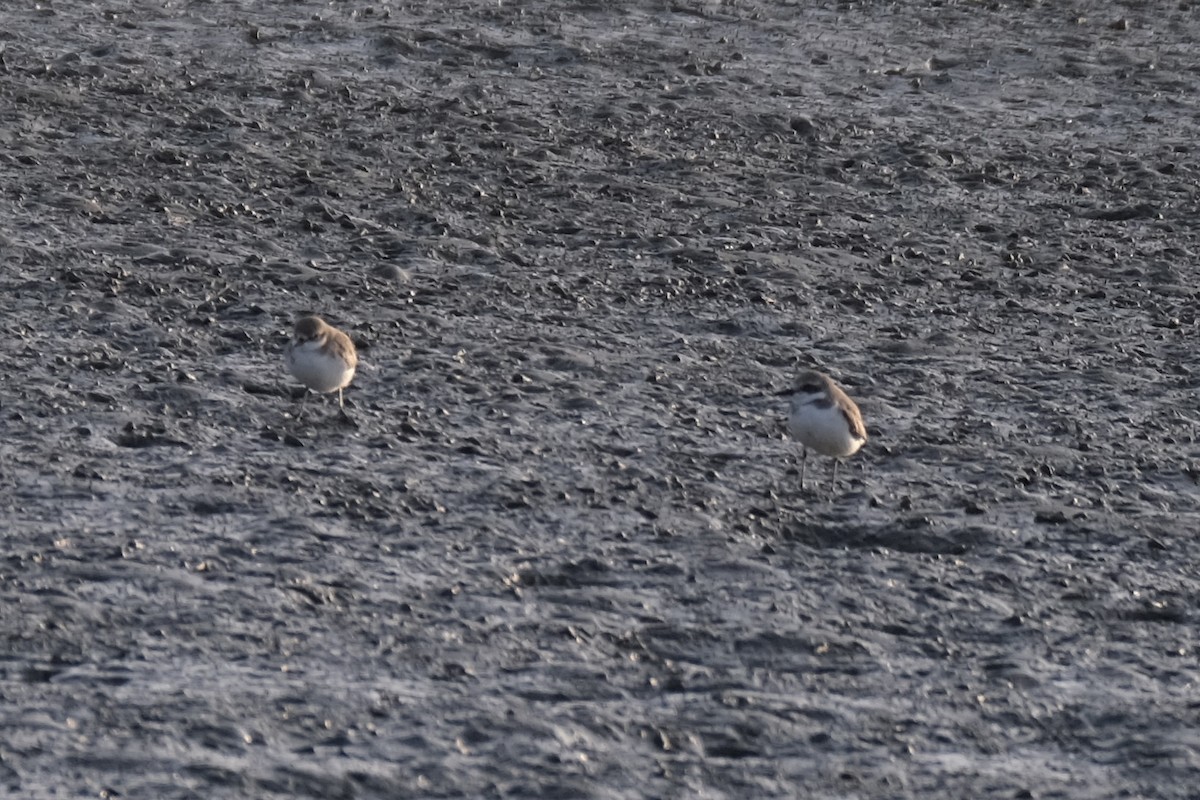 sand-plover sp. - ML629171399