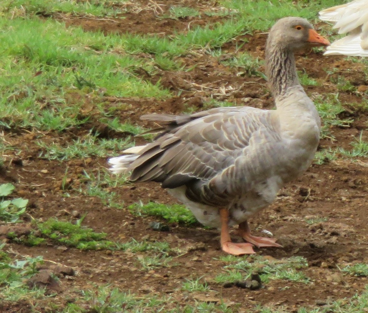 Graylag Goose (Domestic type) - ML629172111