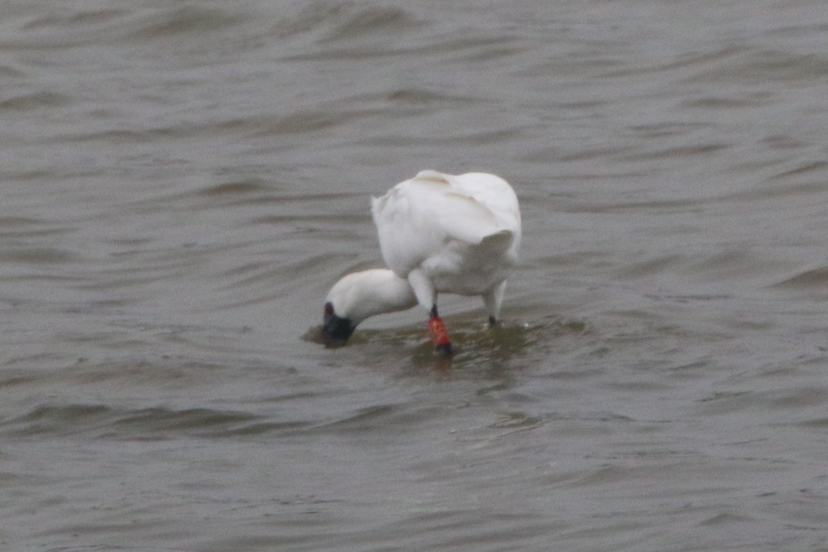 Black-faced Spoonbill - ML629172149