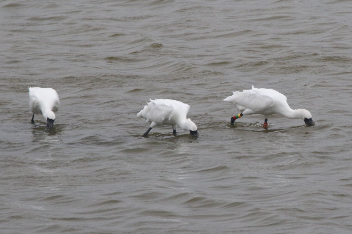 Black-faced Spoonbill - ML629172150