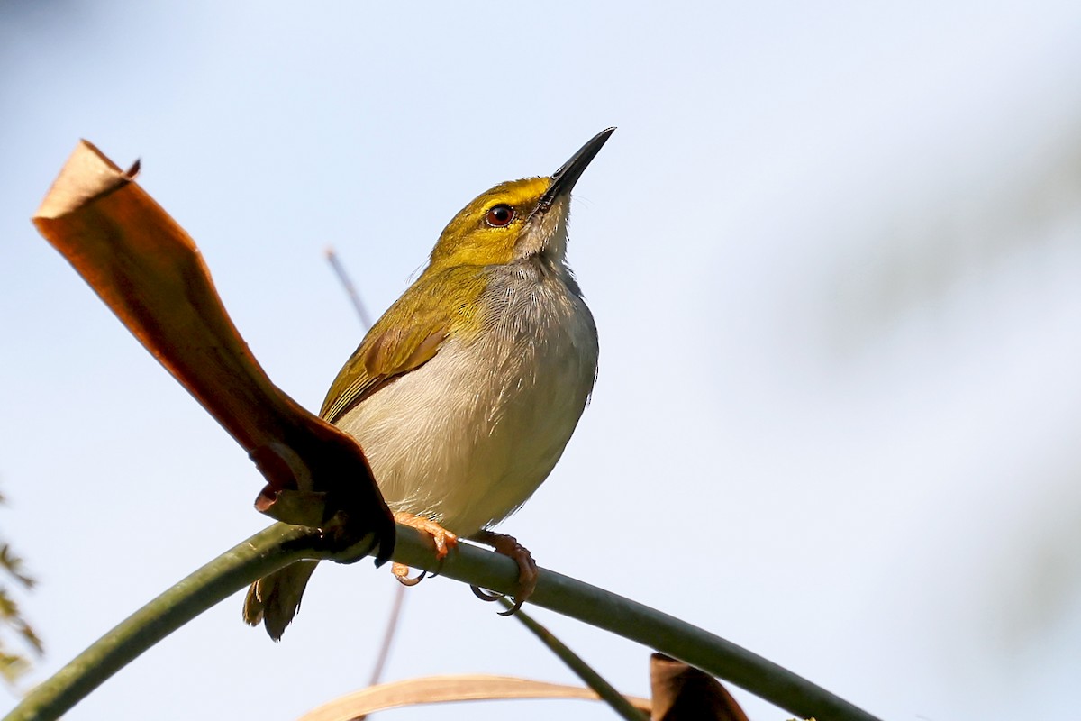 キマユコムシクイ - ML629172537