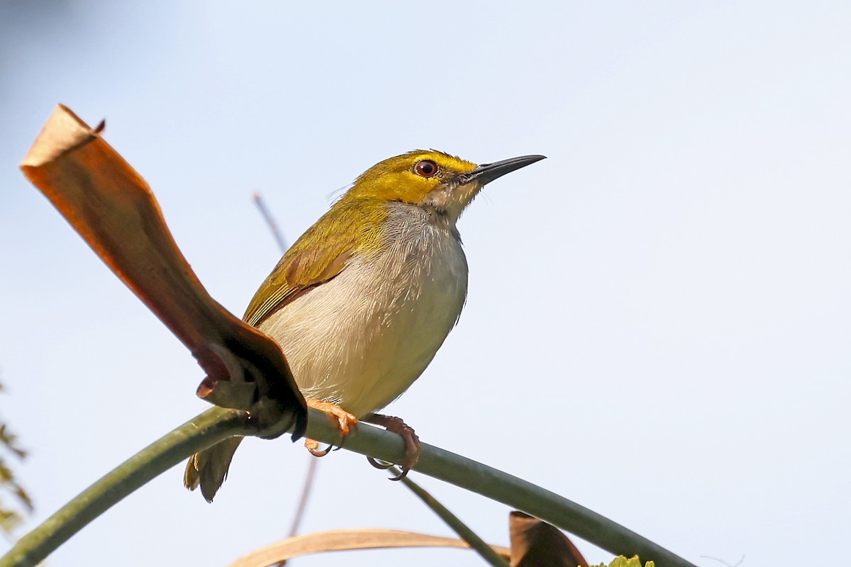 キマユコムシクイ - ML629172538