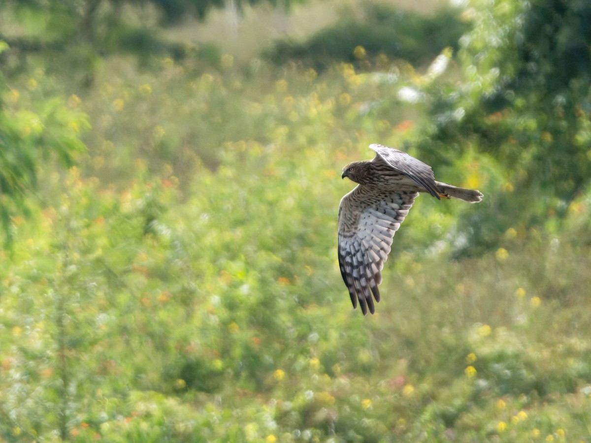 Pied Harrier - ML629172544
