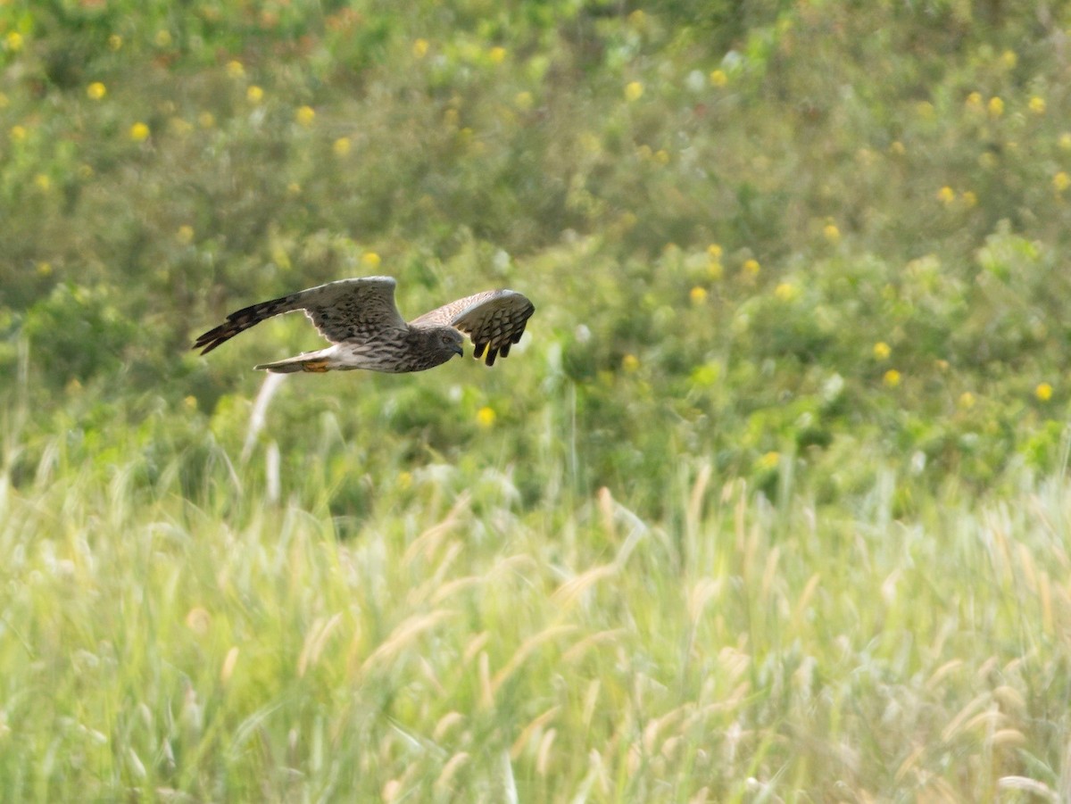 Pied Harrier - ML629172545