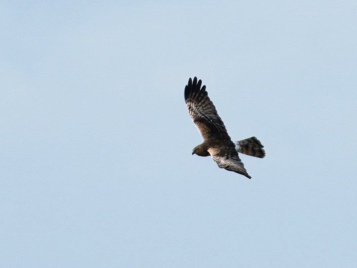 Pied Harrier - ML629172546