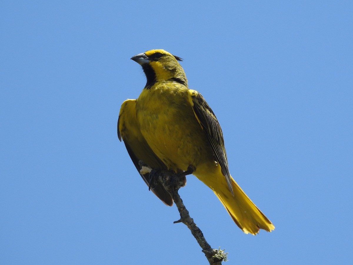 Yellow Cardinal - ML629173030