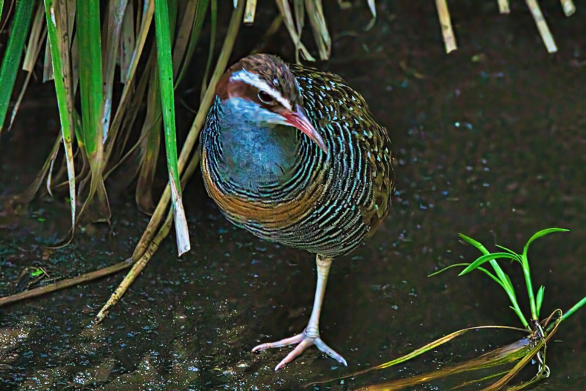 Buff-banded Rail - ML629173076