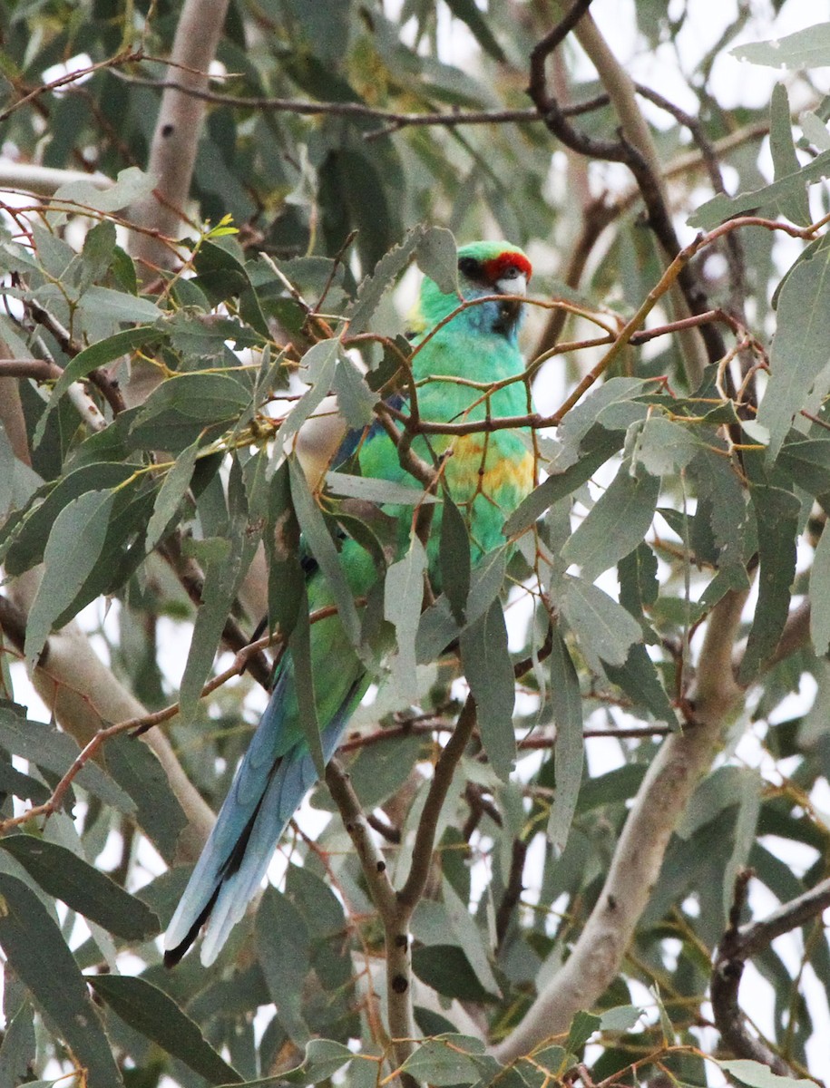 Australian Ringneck (Mallee) - ML629173250