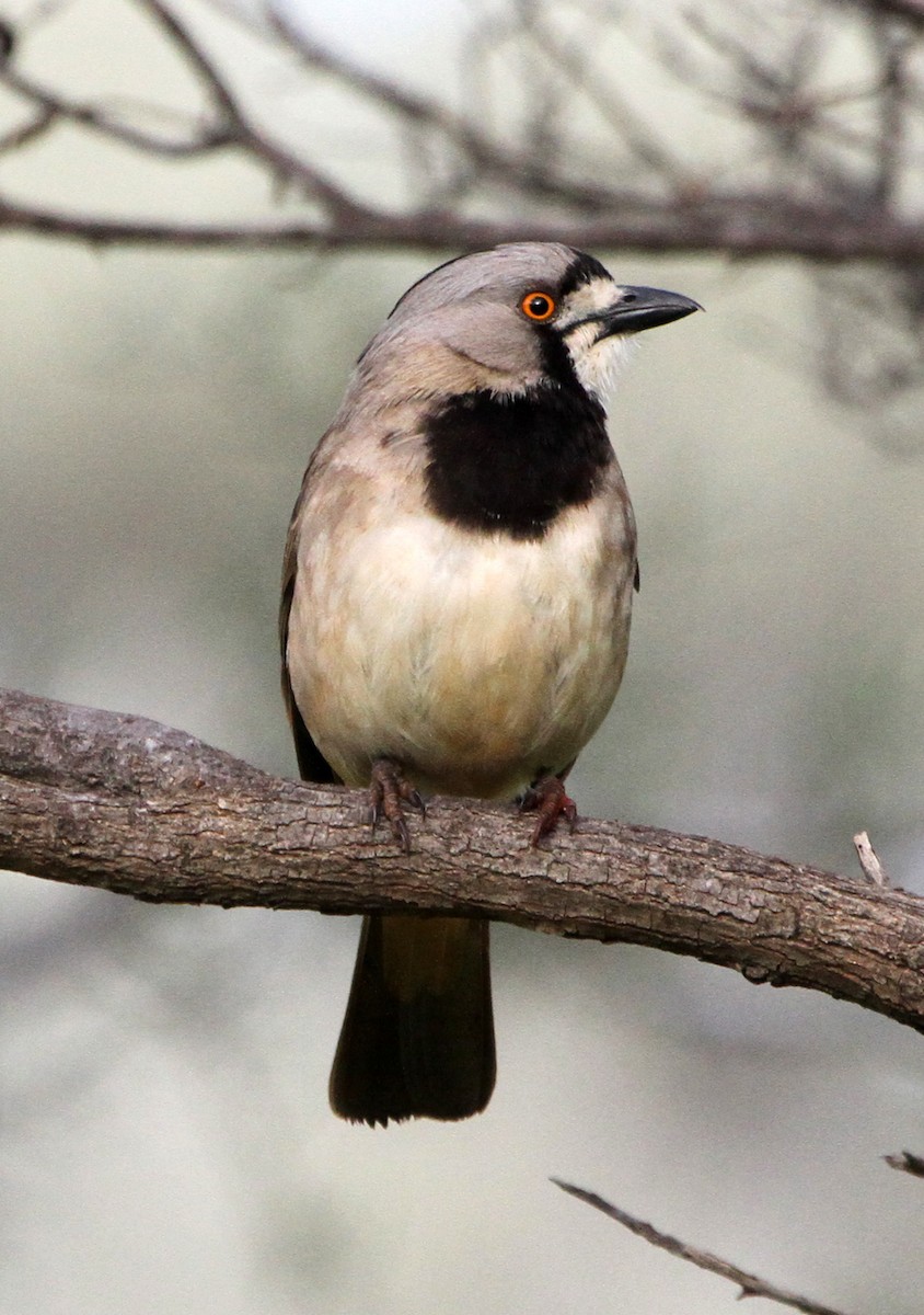 Crested Bellbird - ML629173365