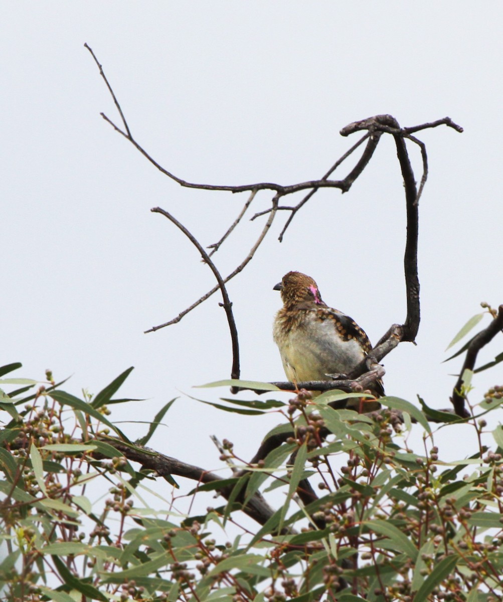 Spotted Bowerbird - ML629173374