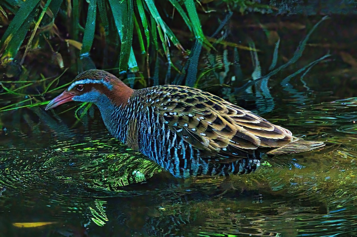Buff-banded Rail - ML629173391