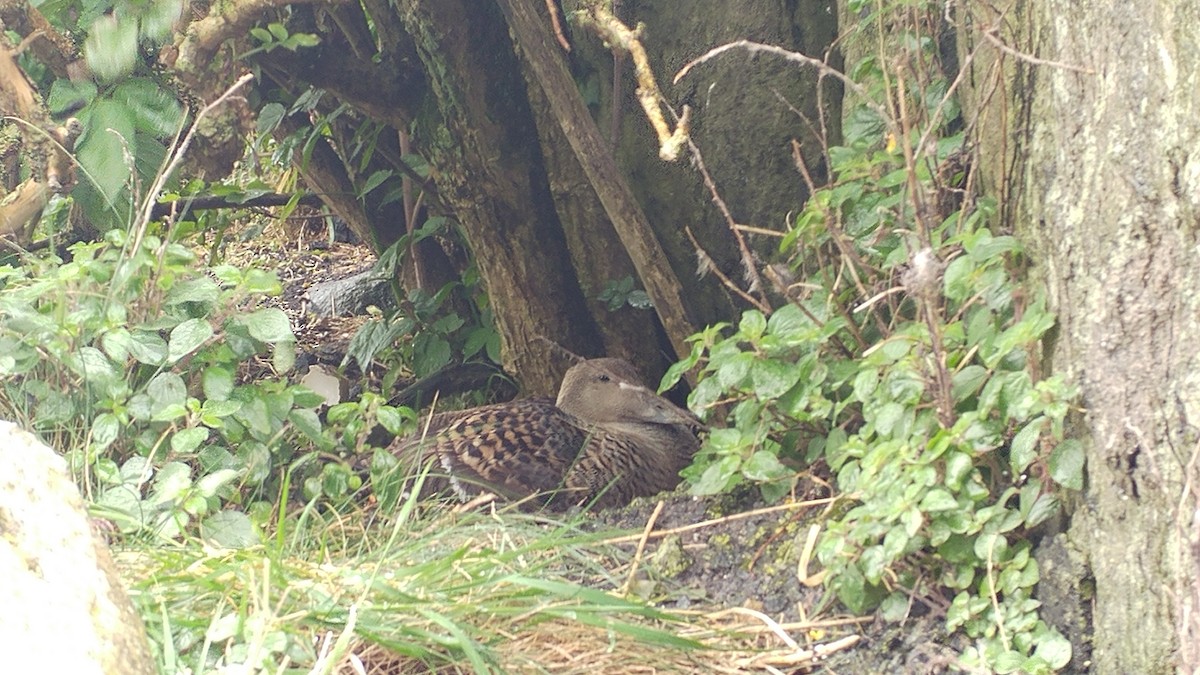 Common Eider - ML629173527