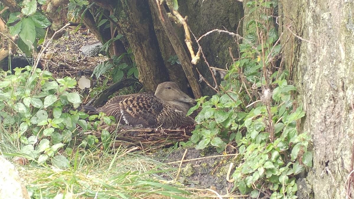 Common Eider - ML629173528