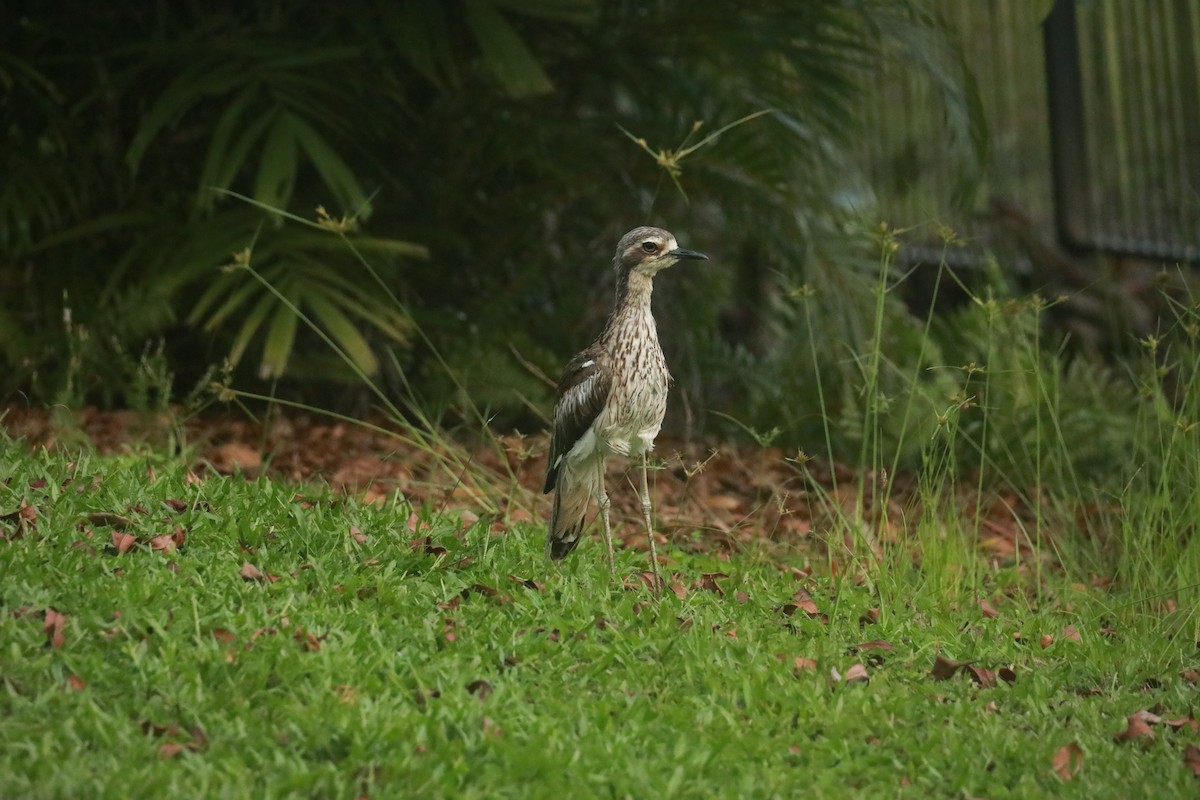 Bush Thick-knee - ML629173623