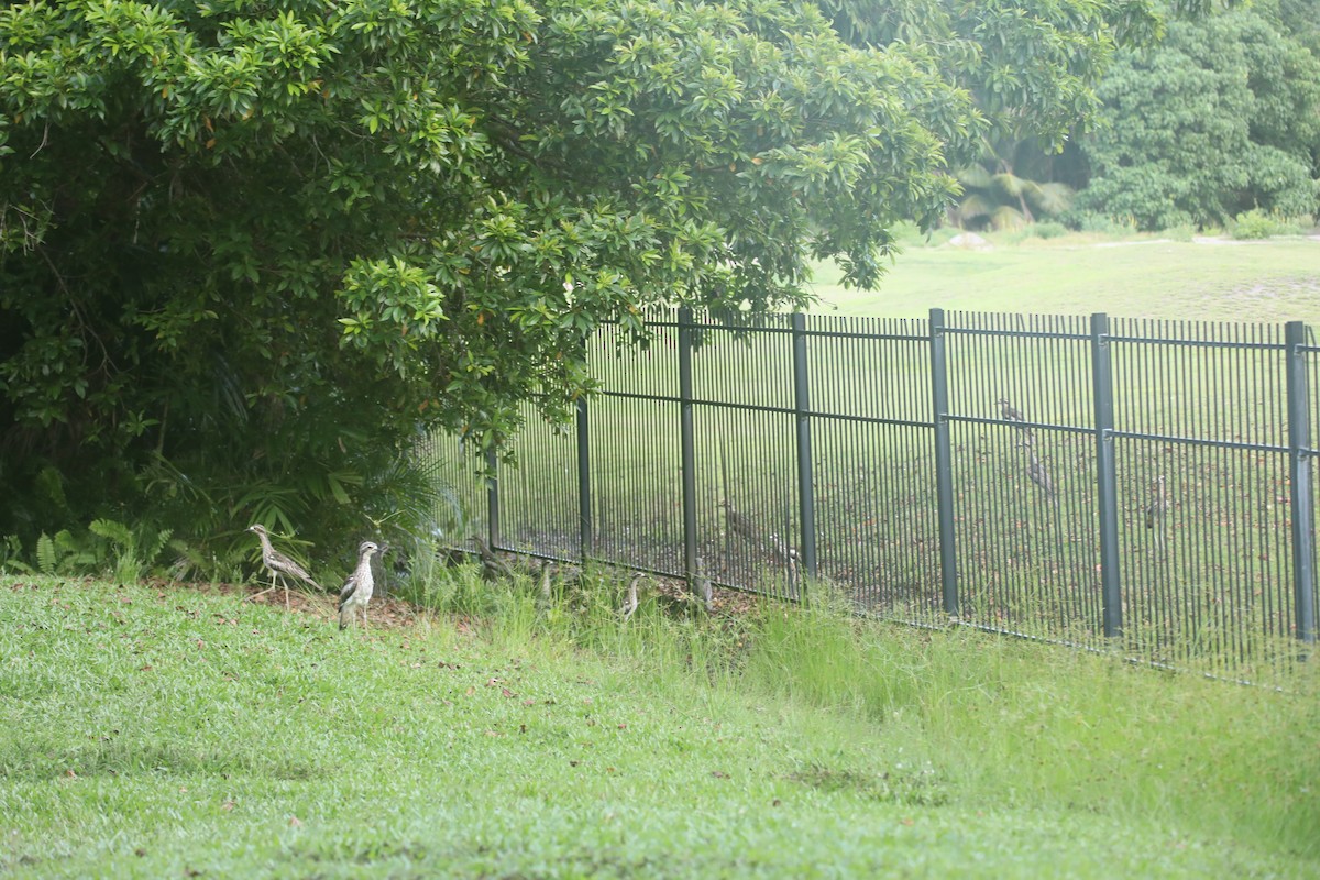 Bush Thick-knee - ML629173624