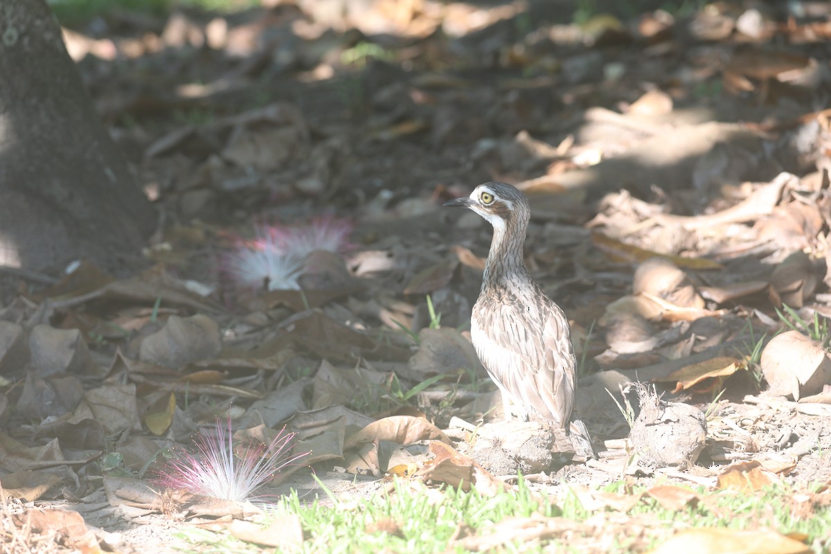 Bush Thick-knee - ML629173625