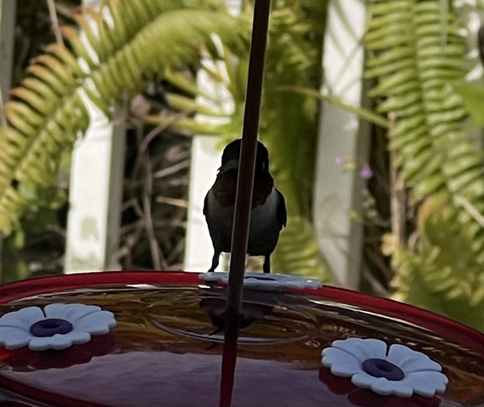 Ruby-throated Hummingbird - ML629173866