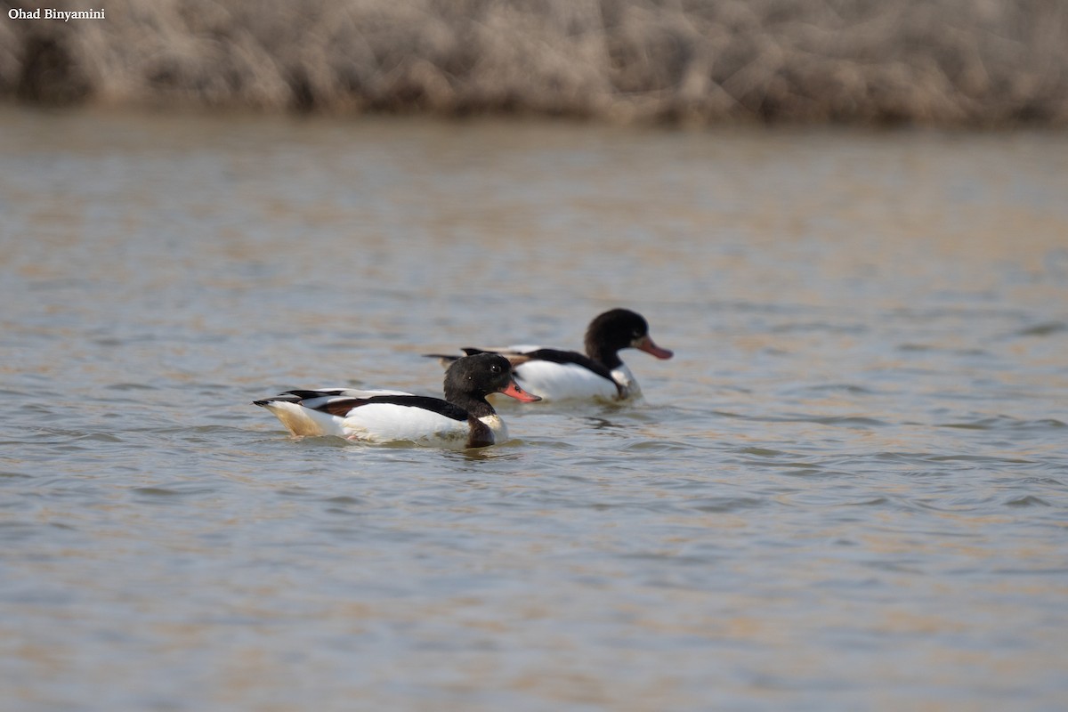 花鳧 - ML629173902